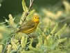 Yellow Warbler